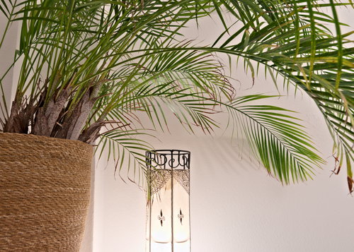 Licht unter Palme